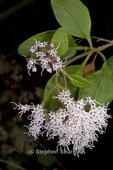 ageratina ligustrina 2 graphic